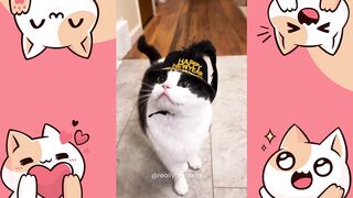 Happy New year funny cats