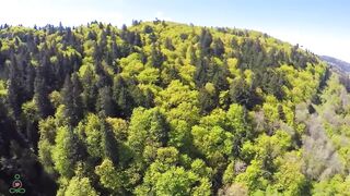 Beautiful forrest