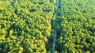Beautiful forests