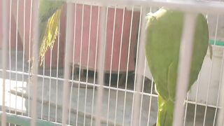 Parrots????????