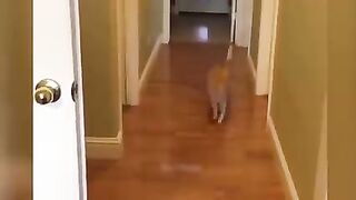 Funniest Animals 2023 ???? Funniest Cats and Dogs ???????? Part 02 - Life Pawty