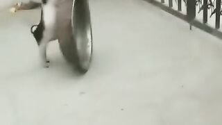 A cute pig