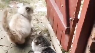 Funny Cats