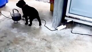 Pets funny