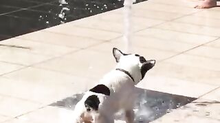Cute Funny Dogs
