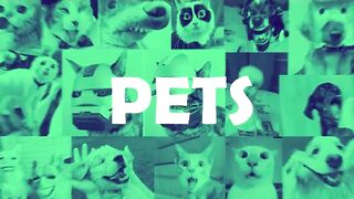 Funny Dogs Videos - Try Not To Laugh
