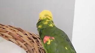 Happy birthday |funny for birthday wishes | happy birthday song by parrot ????