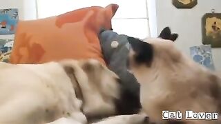 Funniest Animals 2023 ????nd Dogs Videos Compilation‼️???? Love and Hate Funny Cats a