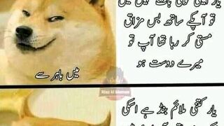 Cat follow pray and.......!