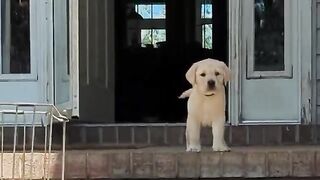 Dog and cat