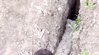 ANIMALS THAT ASKED PEOPLE FOR HELP 4K in2024 ???? #caughtoncamera #animals #shorts