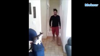 Quand les Chats ont un Comportement Humain 3