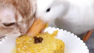 Funny Animal Videos Of The Day !!#fyp #memes #memedaily #dankmemes