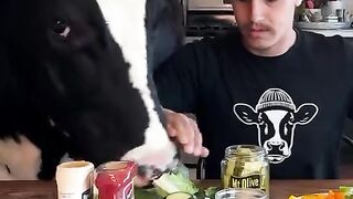 Trying to make a sandwich with Bruce! #cow #brucethecow #farm #animals