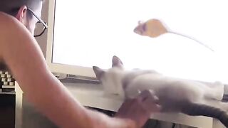 Part 19 | Funny cat videos #funnycats #funnyanimals #funnypets