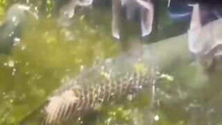 That's pirarucu fish. The biggest amazon fish. They make incredible sounds when biting something.