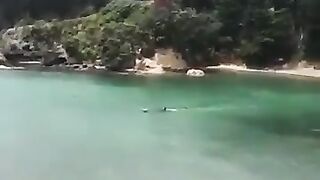 There has never been a person  in record who was killed by a wild orca.
