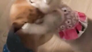 kucing lucu imut