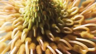 Flower short satisfying video