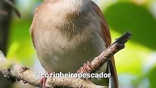 ASMR PASSAROS- BIRDS