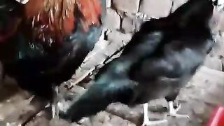 Polish chicken