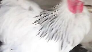 Red feather