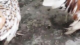 Chicken breed