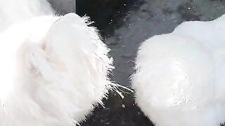 Chartered chicken