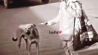 Animals  lover