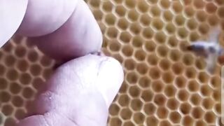 Docktor bee