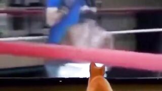 Cat boxing