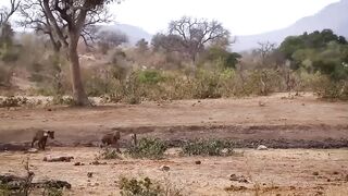 animal video #khan