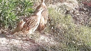 The kiyak of a bird