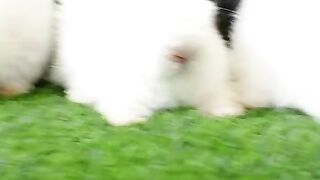 The white rabbit