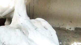 Chicken white 2