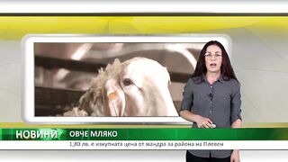 ЗА ИЗКУПНАТА ЦЕНА НА ОВЧЕТО МЛЯКО