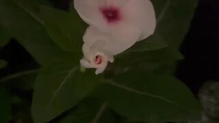 This beautiful flower