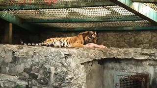 Conflict with tigers