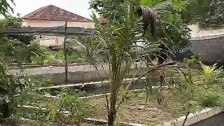 Ngadem❗Apa nama burung ini didaerah kalian❓