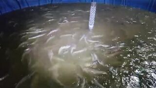 Kira-kira berapa lama lagi bisa dipanen❓