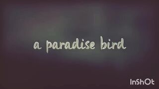 Ă__paradis__bird