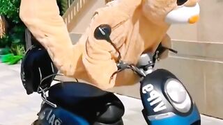 Panda and bear funny video