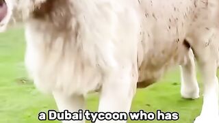 Full of security #lion #pet #shortvideo #animal
