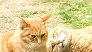 Cute Funny Animals????#shorts #funnycats.