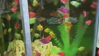 Tetra glofish 2