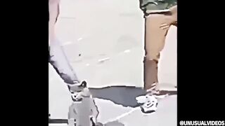 UNUSUAL MEMES COMPILATION V1