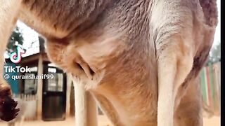 video 340