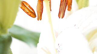 FLOWER 300107
