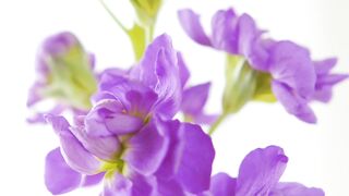 FLOWER 300108