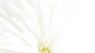FLOWER 300109